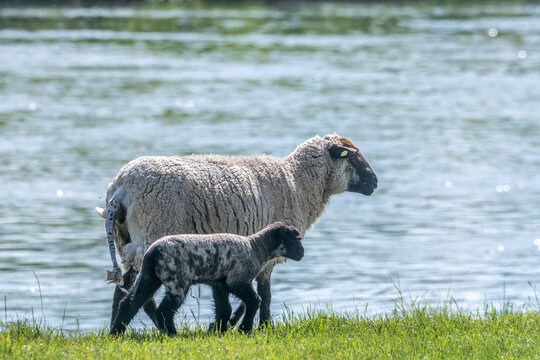 Mutterschauf mit Lamm am Fluss