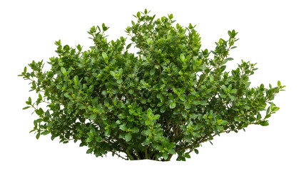 Obraz premium A vibrant green bush with dense foliage, its leaves catching the light and showcasing a rich, natural texture transparent png