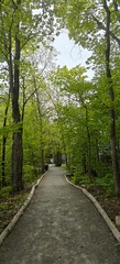 Fototapeta premium road in the forest