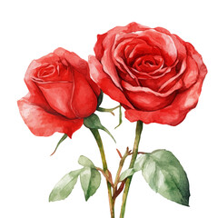 Naklejka premium Valentines Day Greeting Card, vibrant watercolor vector illustration with flowing and detailed brush strokes, isolated on a white background.