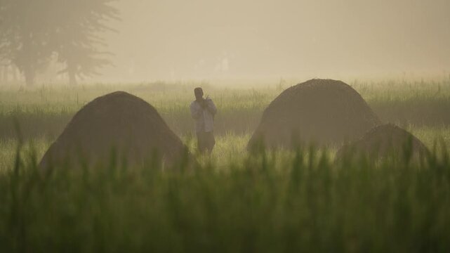 Bogura, Bangladesh - 16 May 2026: View of a farmer carrying a sack near large haystacks in a misty field during a foggy morning in the rural countryside.