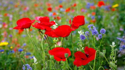 Obraz premium Bright red poppies and wildflowers bloom in a field during springtime