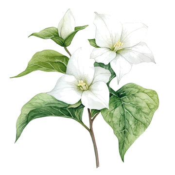 watercolor graphic of Trillium Branch, isolated on a white background.
