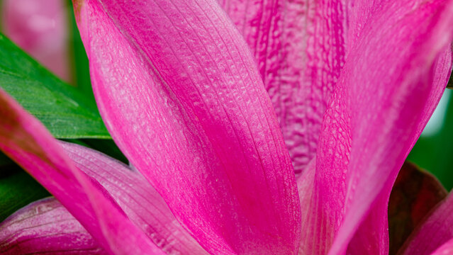 Bright pink flower petals open under natural light in a garden setting during the day