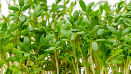 Obraz premium Garden sprouts grow in close arrangement on a white background during spring season