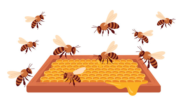 Several honeybees fly around a wooden frame containing a large honeycomb structure that has fresh golden honey dripping from the lower edge in a bright setting.