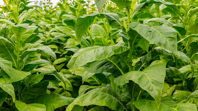 Tobacco plants grow in a large field under a clear sky during the summer season in a rural area