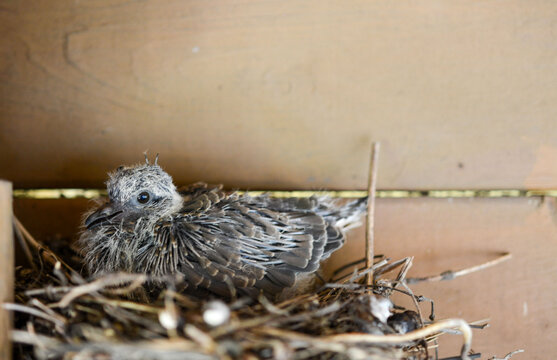 Mom m
Morning dove and her chick.