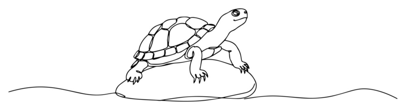 turtle on rock simple minimalist drawing with one thin line