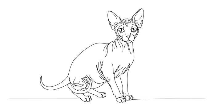 hairless sphynx cat hand drawn outline