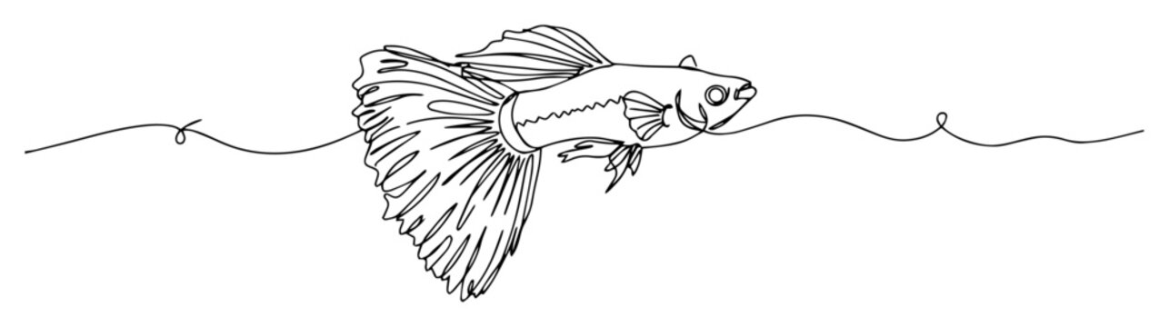 guppy fish with flowing tail continuous line concept