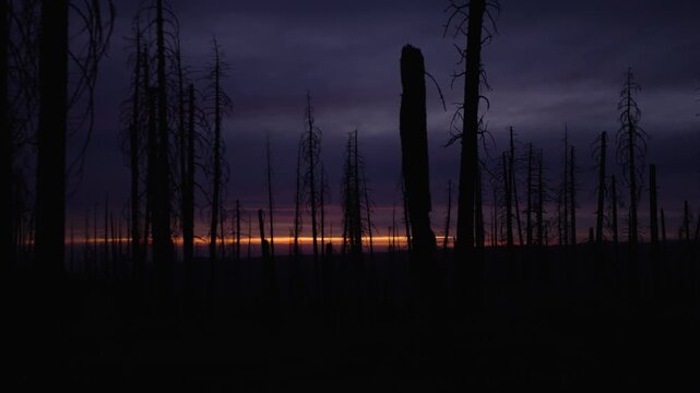 Gimbal dolly shot through burnt forest silhouetted at dramatic sunset