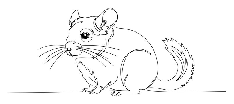 chinchilla side view stylized hand-drawn outline