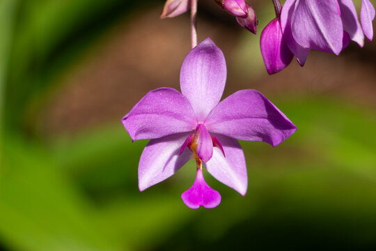 A ground orchid, or spathoglottis plicata purple flower.
