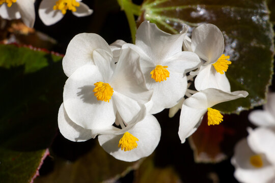 White dragon wing begonia up close.