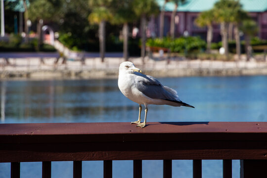 A seagull standing on a wood handrail in front of a lake and beach facing away from the sun.