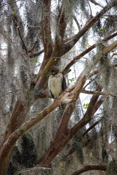A broad-winged hawk perched on a eucalyptus tree with moss hanging throughout.
