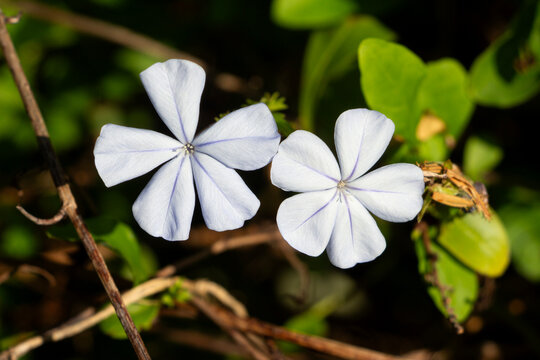 Plumbago auriculata, two flowers among the green leaves and thin brown branches.