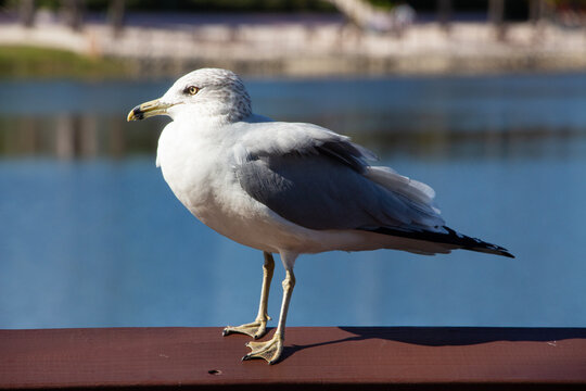 A seagull standing on a wood handrail in front of a lake facing the sun.