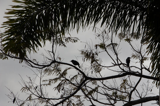 A silhouette of two birds on a royal poinciana tree with palm fond framing top of image
