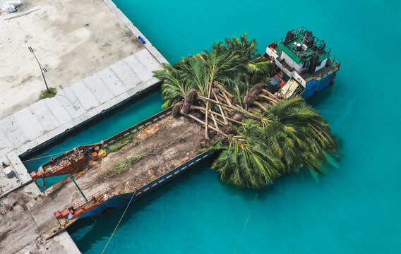 Aerial view of a cargo barge transporting large uprooted palm trees docked at a concrete pier in turquoise waters Hanimaadhoo, Haa Dhaalu Atoll, Maldives.