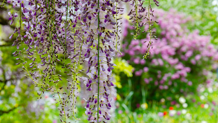 Obraz premium Beautiful wisteria flowers hanging in a garden with blooming plants during spring season