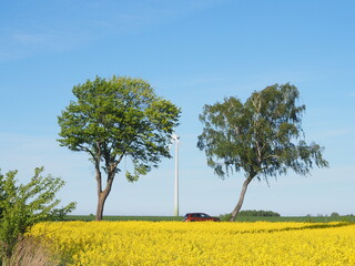 Pola rzepaku © EwaAF