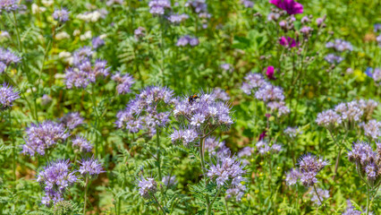 Obraz premium Colorful flowers bloom in the garden attracting bees and butterflies in bright sunlight during springtime
