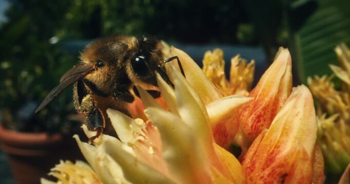 Low, extreme closeup of bumble bee collecting pollen in slow motion