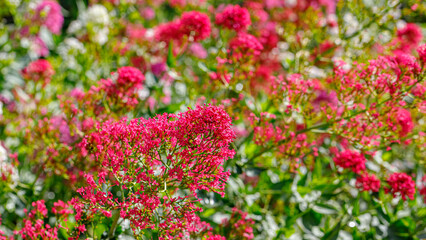 Obraz premium Vibrant flowers bloom in a garden during sunny days in the spring season showcasing nature's colors and life