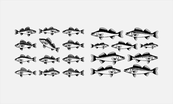 Walleye fish illustration in vintage bold black engraving style line art icon set vector illustration