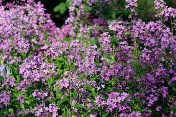 Fototapeta premium blooming hesperis in the garden