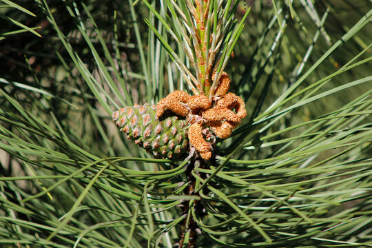 young cone on a pine tree

