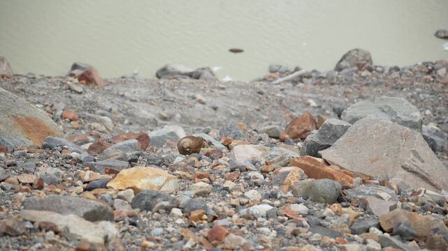 A wild Chimango Caracara perched on a rocky cliff overlooking a river. Natural camouflage of a brown raptor blending in with the rugged terrain of the Andes or Patagonia