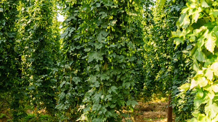 Fototapeta premium Green hop plants grow tall in a field during a sunny day in a rural area