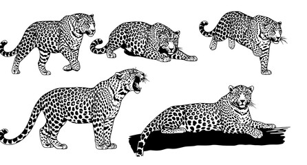 Big cat leopard silhouettes set in various natural poses and action stances isolated on white background for wildlife conservation and nature theme design projects © aminul