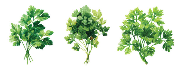 Obraz premium A Collection of parsley bunch painting design, Hand-painted style, vectorized, vector set available in EPS, Simple Hand-painted watercolor style, vector set available in EPS, Plant set