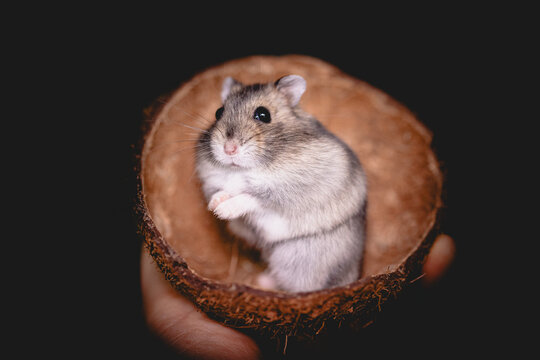 hamster on a black background