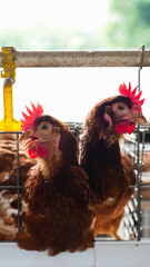 Modern poultry farm with brown laying hens inside cage system under natural sunlight. Commercial chicken farming and egg production industry in rural agricultural environment. © Ircaads