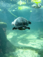 Obraz premium Freshwater Turtle Swimming Underwater Close Up