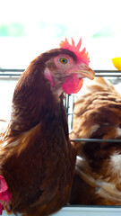 Modern poultry farm with brown laying hens inside cage system under natural sunlight. Commercial chicken farming and egg production industry in rural agricultural environment. © Ircaads