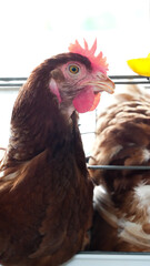 Modern poultry farm with brown laying hens inside cage system under natural sunlight. Commercial chicken farming and egg production industry in rural agricultural environment. © Ircaads