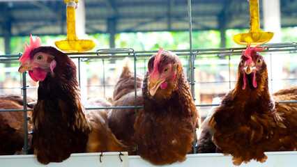 Modern poultry farm with brown laying hens inside cage system under natural sunlight. Commercial chicken farming and egg production industry in rural agricultural environment. © Ircaads