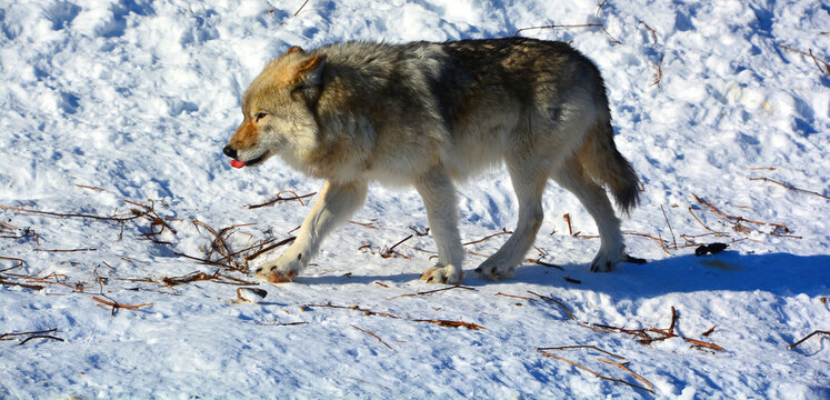 Gray or grey wolf, also timber or western wolf is a canine native to the wilderness and remote areas of Eurasia and North America. It is the largest extant member of its family