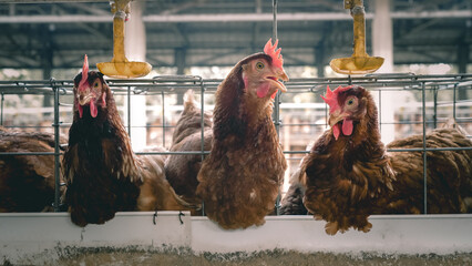 Modern poultry farm with brown laying hens inside cage system under natural sunlight. Commercial chicken farming and egg production industry in rural agricultural environment. © Ircaads