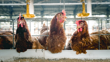 Modern poultry farm with brown laying hens inside cage system under natural sunlight. Commercial chicken farming and egg production industry in rural agricultural environment. © Ircaads