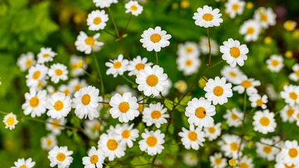 Fototapeten Gänseblümchen Bright white flowers with yellow centers grow in a garden during spring in a sunny location  © Fleuronica