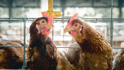 Modern poultry farm with brown laying hens inside cage system under natural sunlight. Commercial chicken farming and egg production industry in rural agricultural environment. © Ircaads