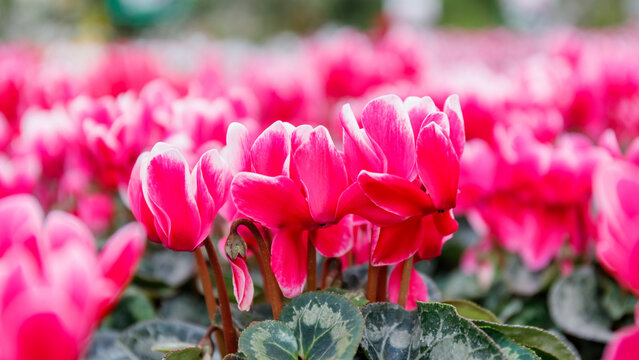 Bright pink cyclamen flowers in full bloom in a garden during spring time