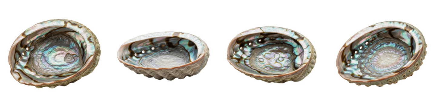Set of 4 Iridescent Abalone Sea Shells, Natural Mother-of-Pearl Marine Treasures Isolated PNG Clipart, Perfect for Coastal Decor, Jewelry Design, Beach-Themed Art, and Oceanic Graphic Projects, High-Q